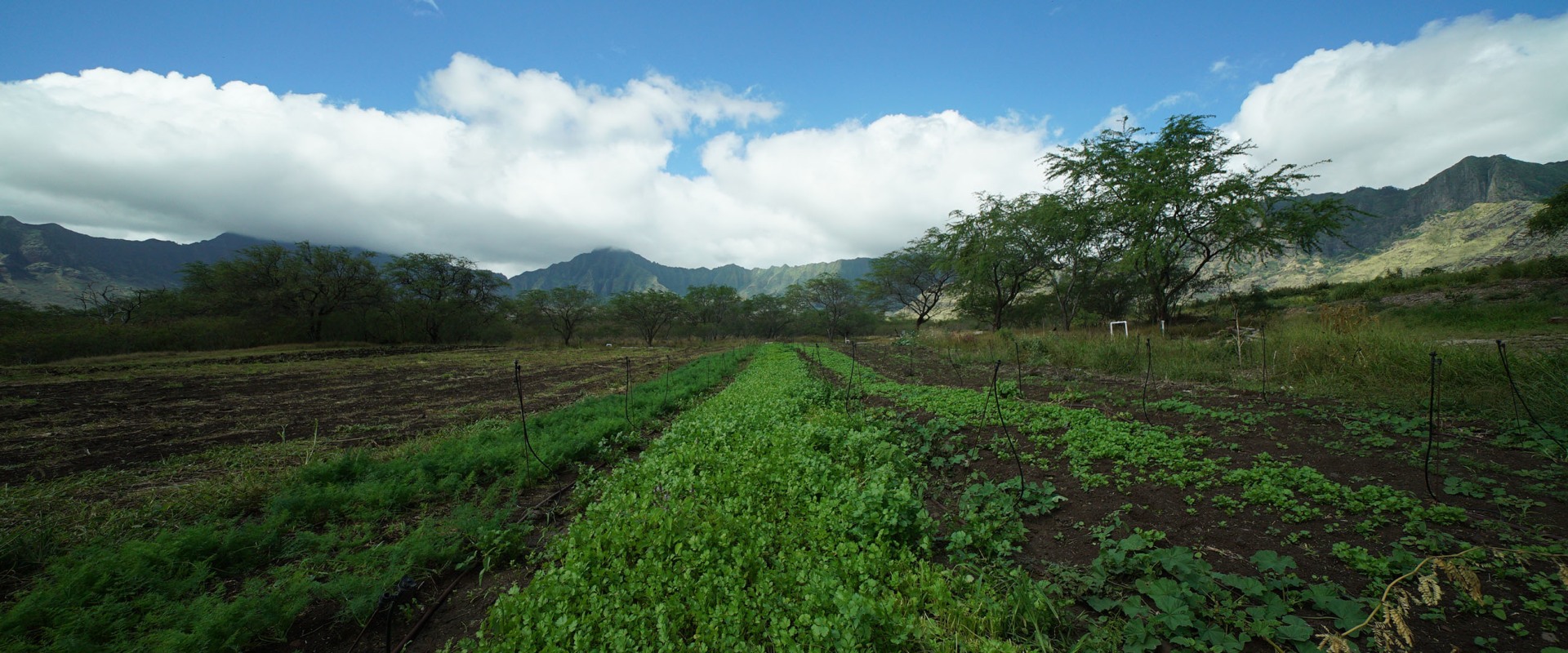 What Types of Crops are Grown in Small Quantities on Oahu's Farms?