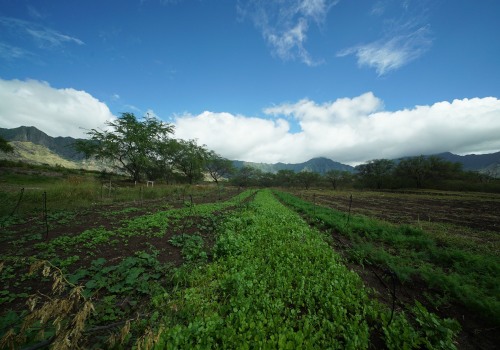 What Types of Agriculture are Grown on Oahu Farmlands?