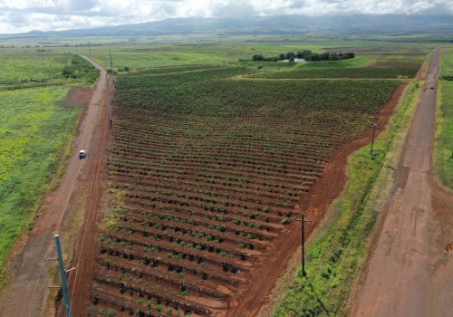The Impact of Trade Agreements on Oahu's Agricultural Production: An Expert's Perspective